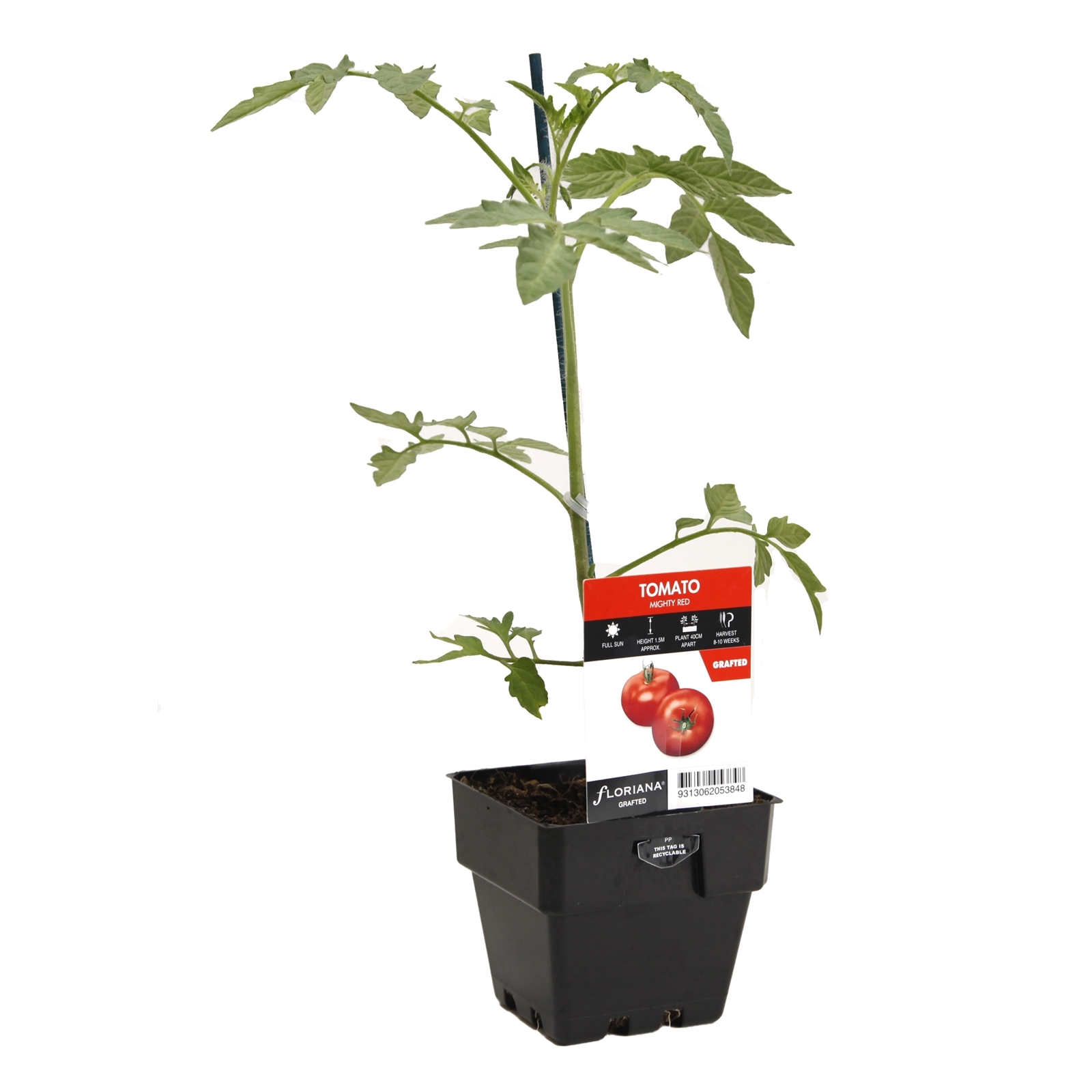 100mm Tomato Mighty Red - Solanum lycopersicum - Bunnings Australia