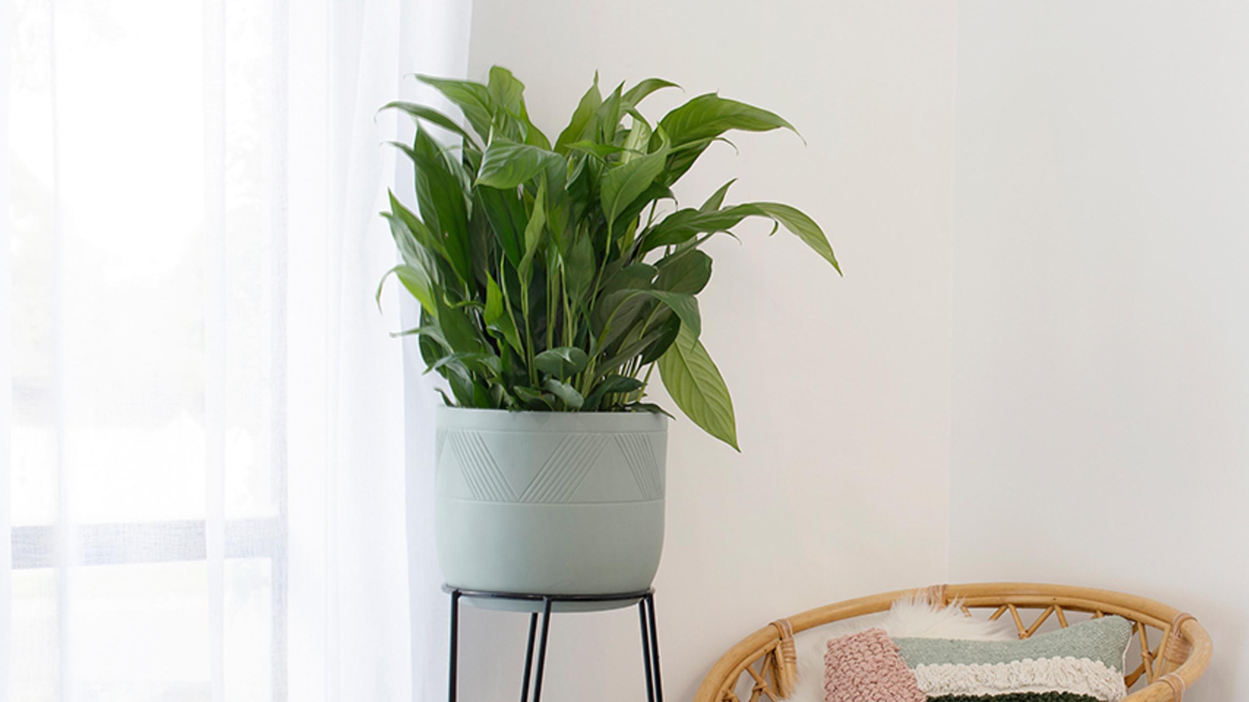 Ten Perennially Popular Indoor Plants - Bunnings Australia