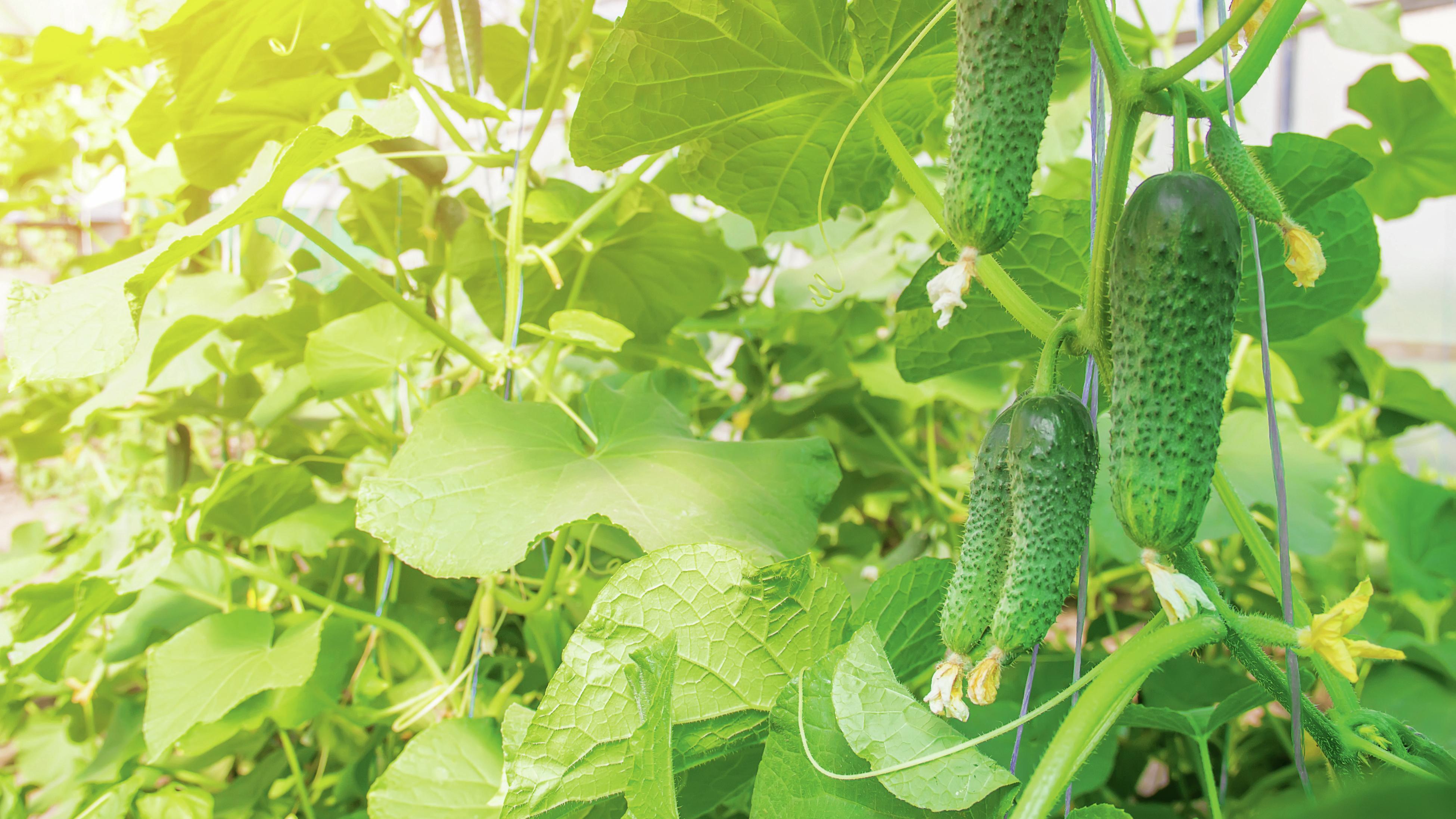 Cucumbers growing under a ray of sunlight